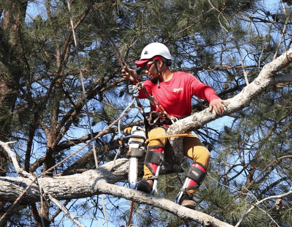 Urban Timber Tree Services